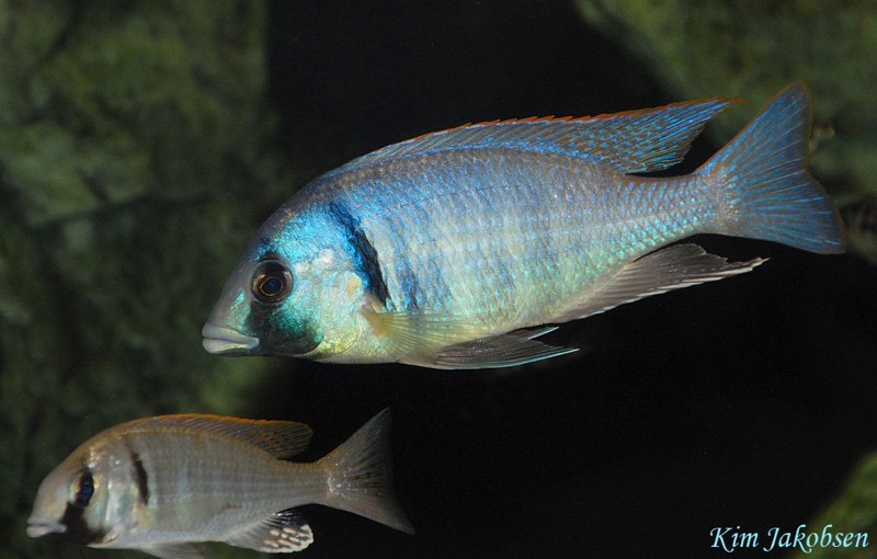 Placidochromis electra 'Londo Bay'